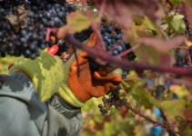 Brightwell Vineyard Oxford Photography