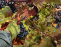 Brightwell Vineyard Oxford Photography