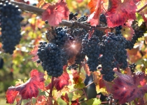 Brightwell Vineyard Oxford Photography