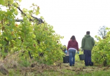 Brightwell Vineyard Oxford Photography