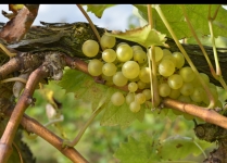 Brightwell Vineyard Oxford Photography