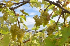 Brightwell Vineyard Oxford Photography
