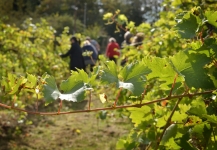 Brightwell Vineyard Oxford Photography