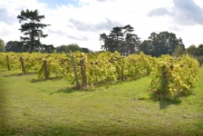 Brightwell Vineyard Oxford Photography
