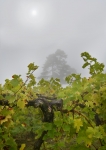 Brightwell Vineyard Oxford Photography