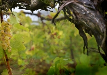 Brightwell Vineyard Oxford Photography