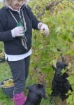 Brightwell Vineyard Oxford Photography