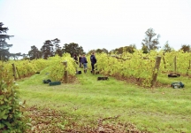 Brightwell Vineyard Oxford Photography