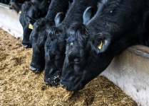 Farming Article Commission for ABC Photography