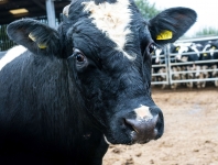 Farming Article Commission for ABC Photography