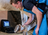 Sclater Equine Veterinary Practice Photography - Equine Veterinary Photographs