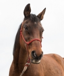 Bellevue Veterinary Clinic Photography