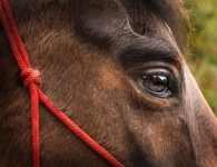 Bellevue Veterinary Clinic Photography - A horse feeling relaxed after a holistic massage from Diana f the Life Whisperer