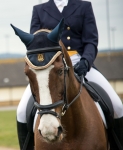 Veterinary & Agriculture Photography - Equine Eventing Passport Vetting 