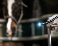 Veterinary & Agriculture Photography - Horse sedated pre procedure