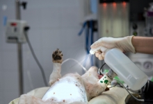 Veterinary & Agriculture Photography - Small dog having an operation
