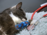 Veterinary & Agriculture Photography - Sleeping Cat relaxed after veterinary procedure