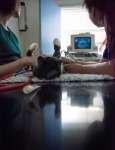 Veterinary & Agriculture Photography - Cat undergoing an ultrasound procedure