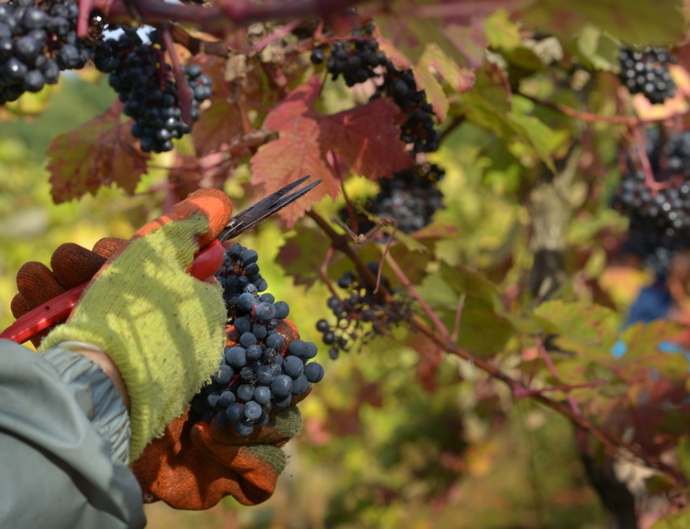 Brightwell Vineyard Oxford Photography