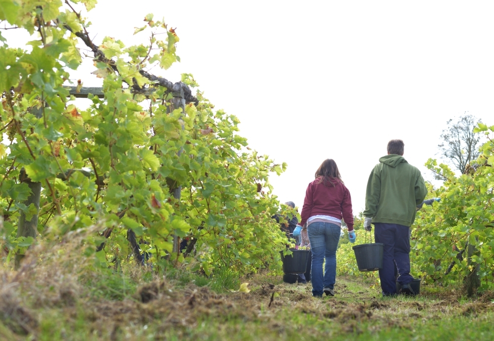 Brightwell Vineyard Oxford Photography