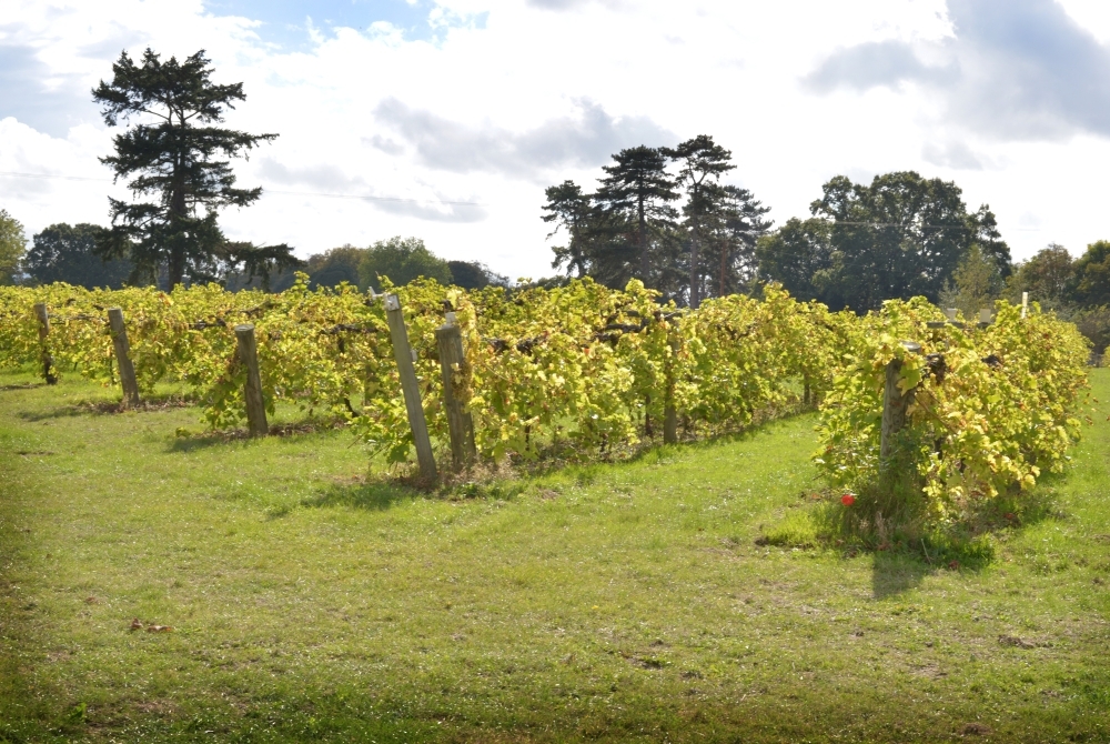 Brightwell Vineyard Oxford Photography