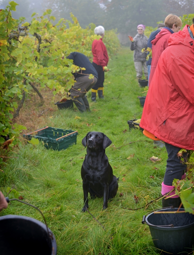 Brightwell Vineyard Oxford Photography