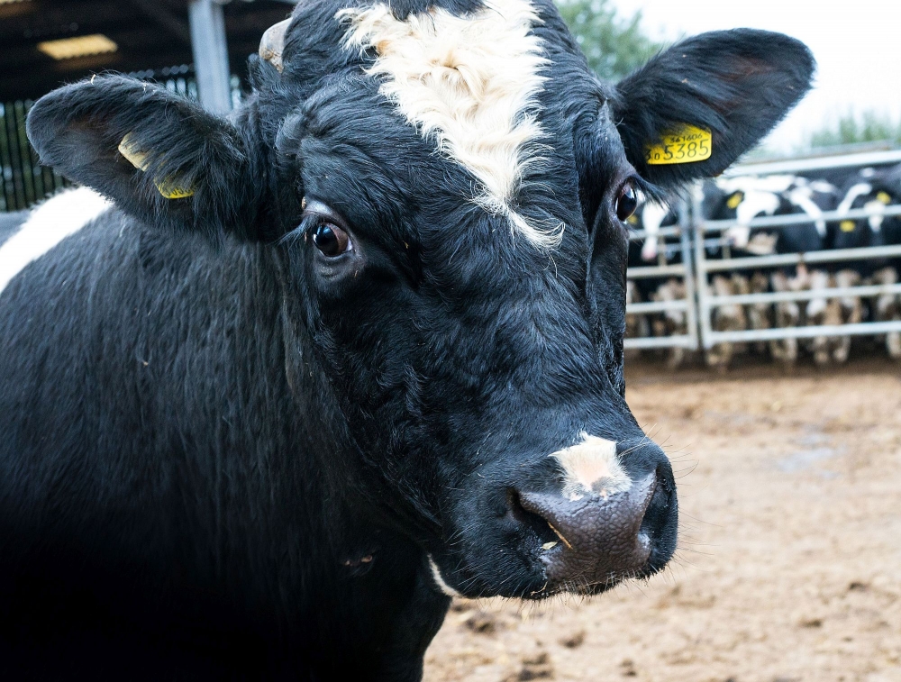 Farming Article Commission for ABC Photography