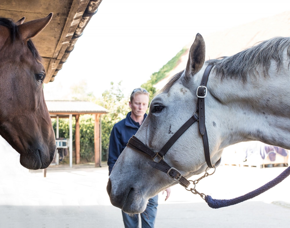 Sclater Equine Veterinary Practice Photography