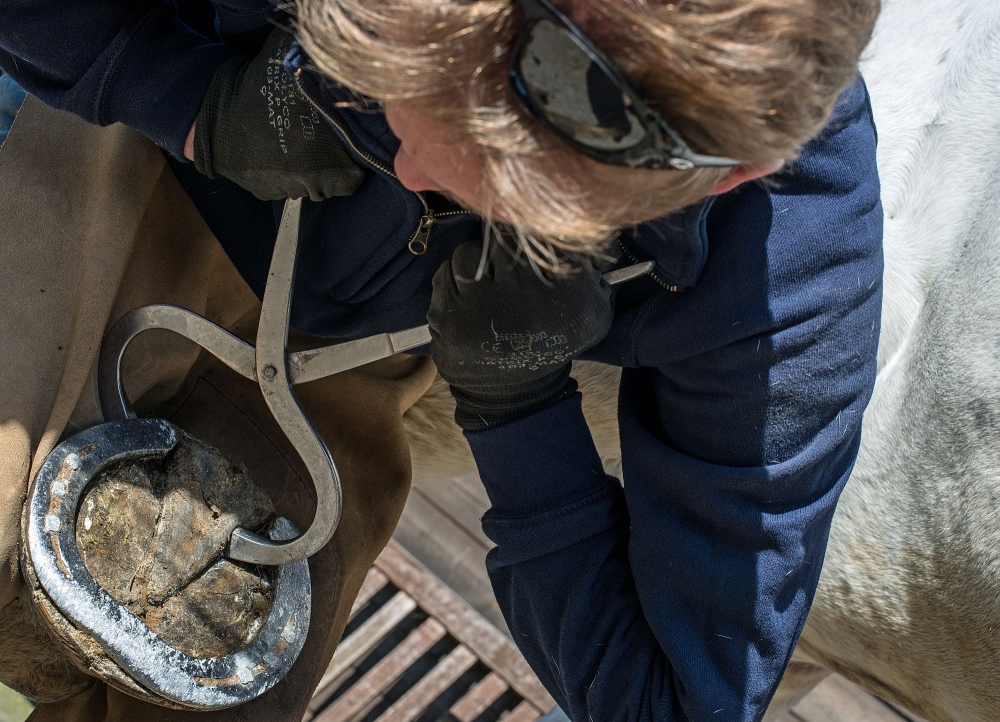 Sclater Equine Veterinary Practice Photography