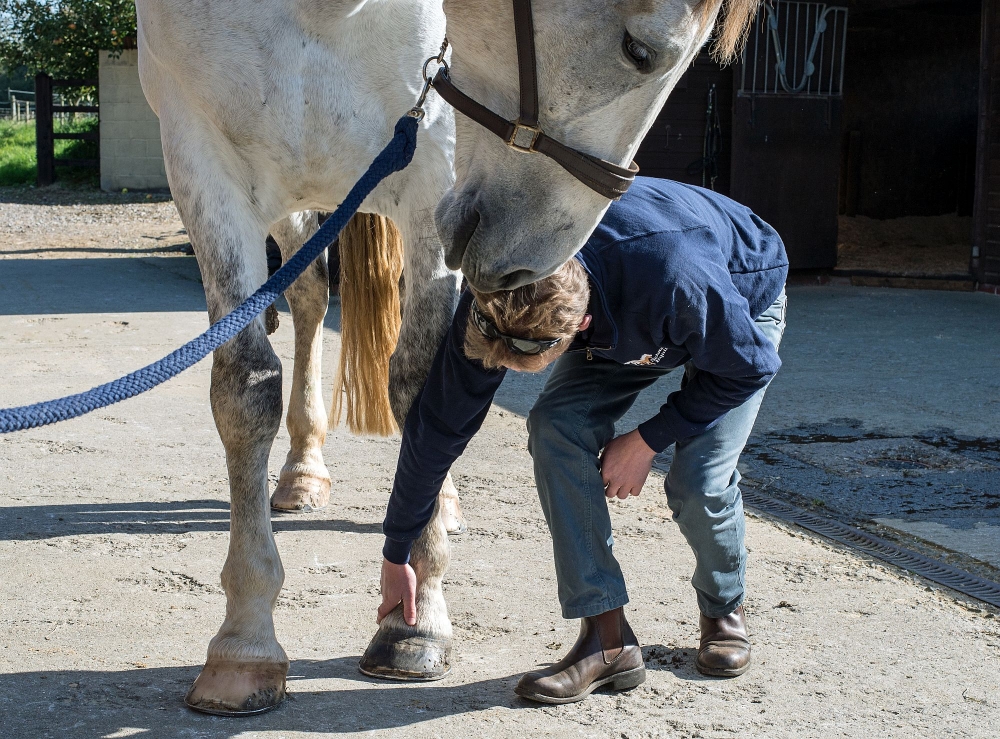 Sclater Equine Veterinary Practice Photography Sclater Equine Veterinary Practice Photography