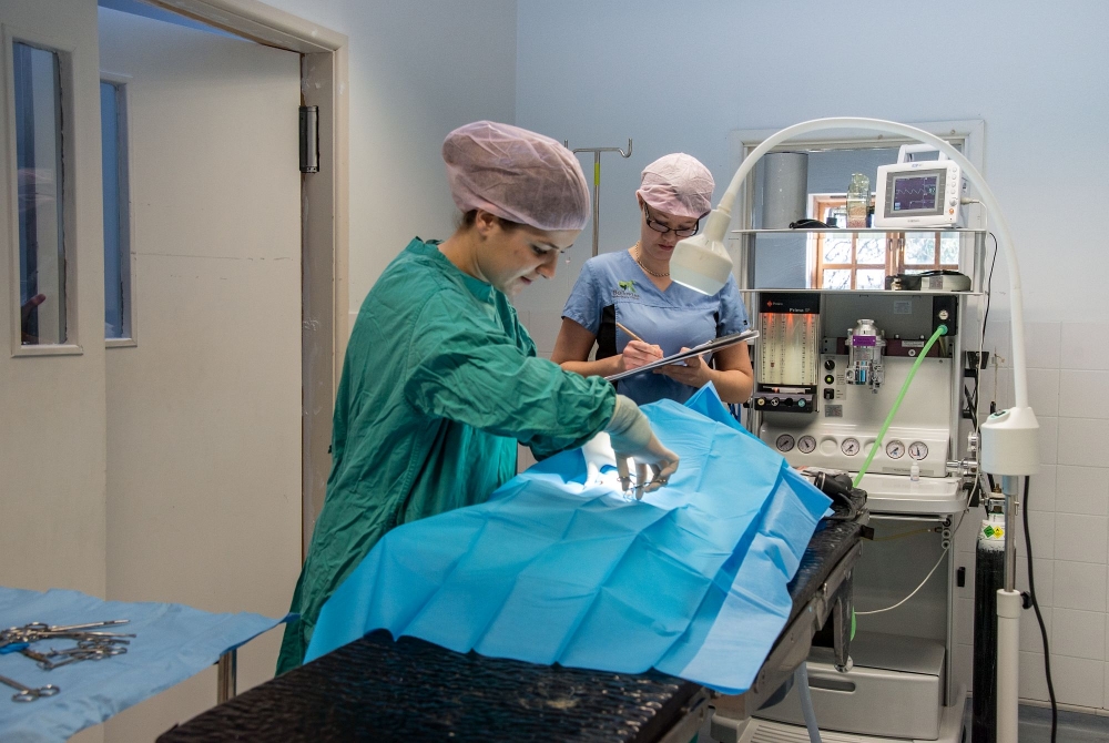 Bellevue Veterinary Clinic Photography - A little dog during her operation