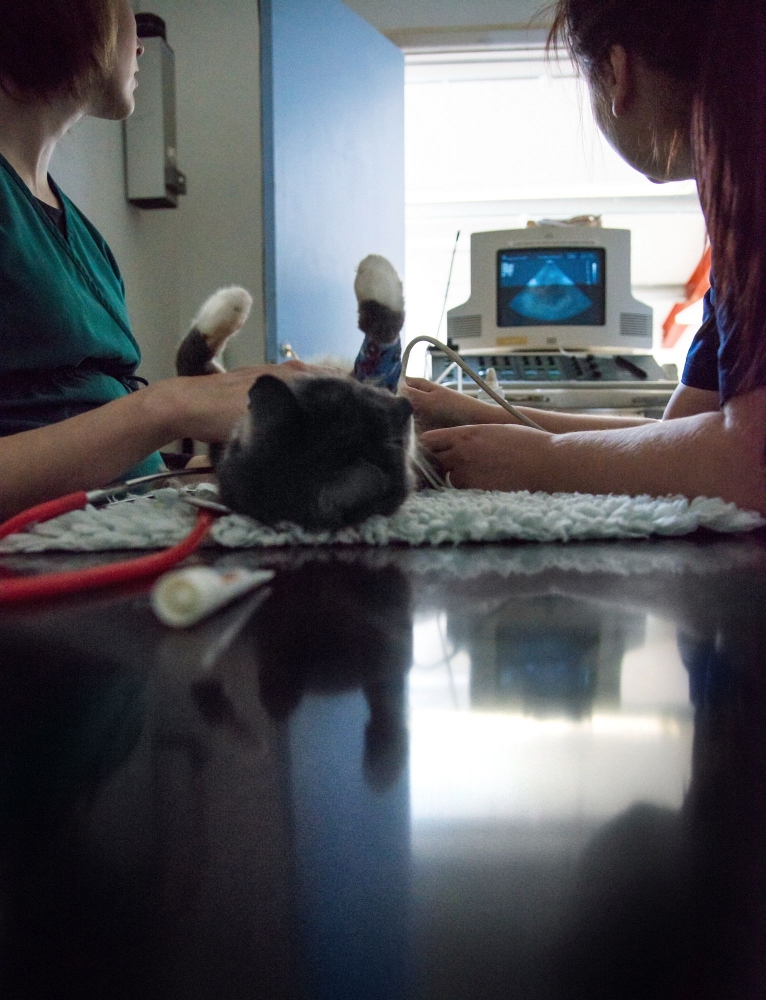 Veterinary & Agriculture Photography - Cat undergoing an ultrasound procedure